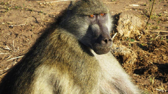 AfricaResized/006_Baboon.jpg