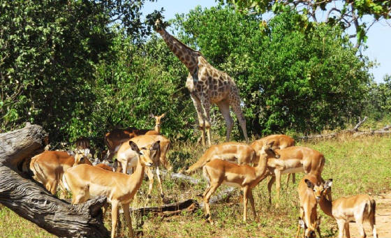 AfricaResized/009-Impala.jpg