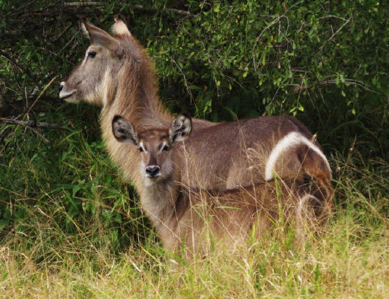 AfricaResized/012_Waterbuck.jpg