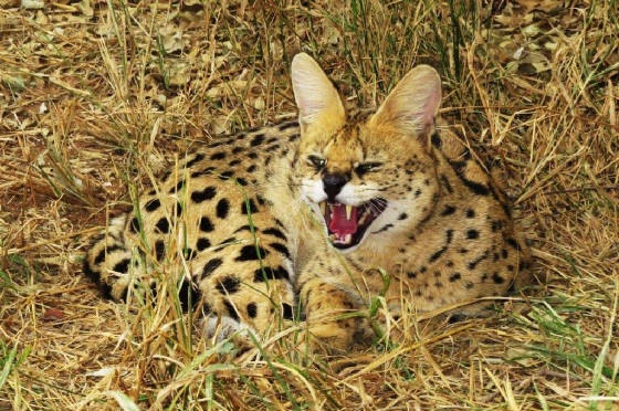 AfricaResized/015_Serval.jpg