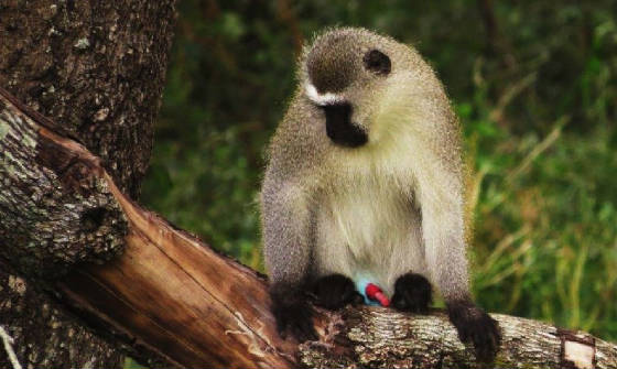 AfricaResized/019_Vervet_Monkey.jpg