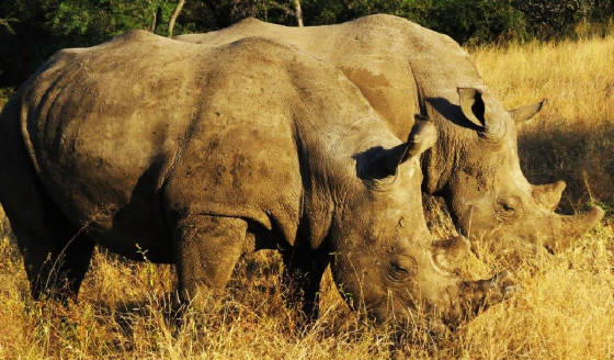 AfricaResized/020_Rhinos.jpg