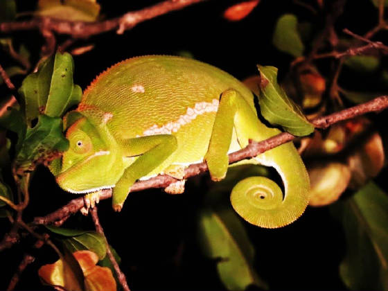 AfricaResized/022_Chameleon.jpg