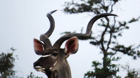 AfricaResized/023_Kudu.jpg