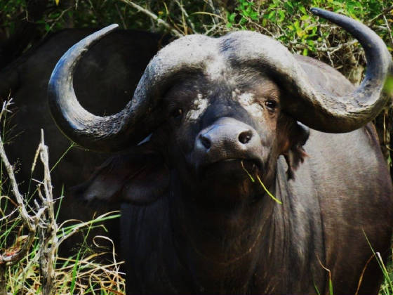 AfricaResized/024_Cape_Buffalo.jpg