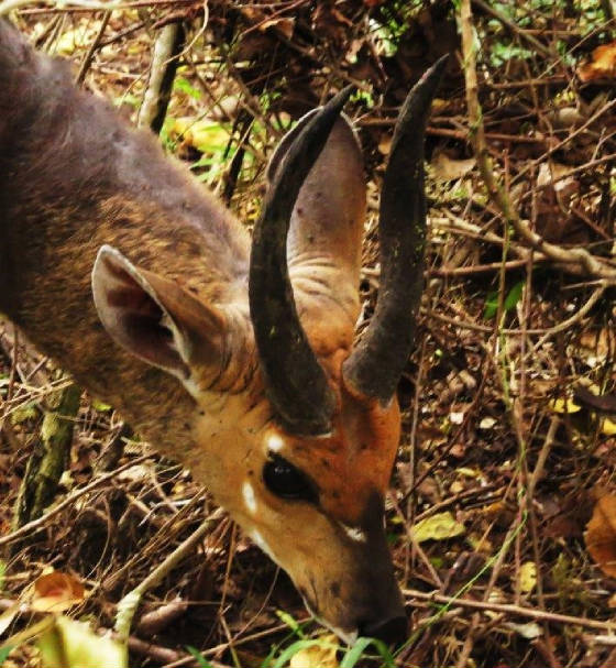 AfricaResized/025_Red_Duiker.jpg