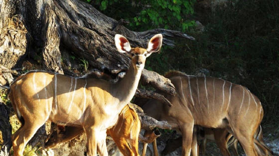 AfricaResized/031_Kudu_Female.jpg