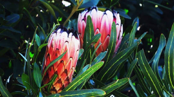 AfricaResized/032_Protea.jpg