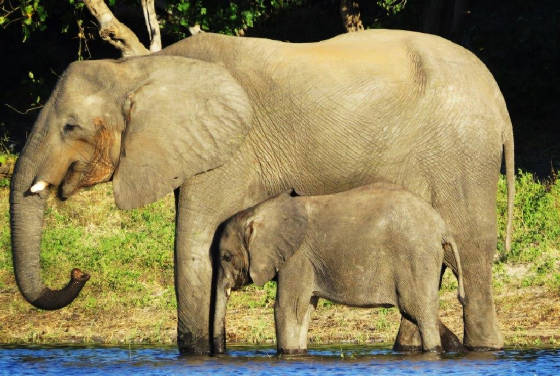 AfricaResized/033_Elephant_and_Baby.jpg