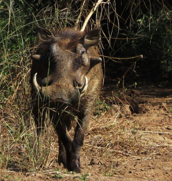 AfricaResized/034_Warthog.jpg