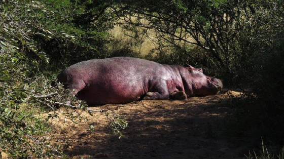 AfricaResized/035_Hipop_Sleeping.jpg