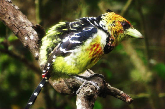 AfricaResized/036_Crested_Barbet.jpg