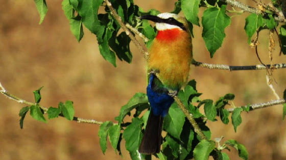 AfricaResized/037_Bee_Eater.jpg