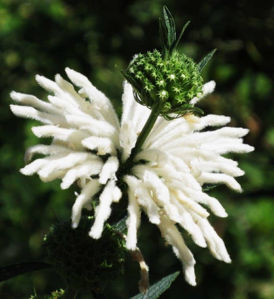 AfricaResized/040_White_Flower.jpg