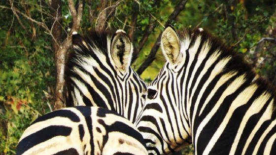 AfricaResized/045_Zebra_Pair.jpg