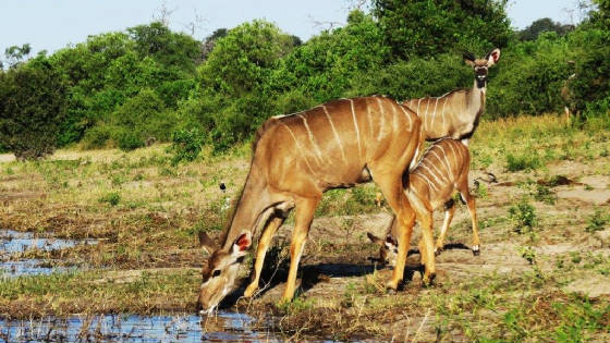 AfricaResized/046_Kudu_Drinking.jpg