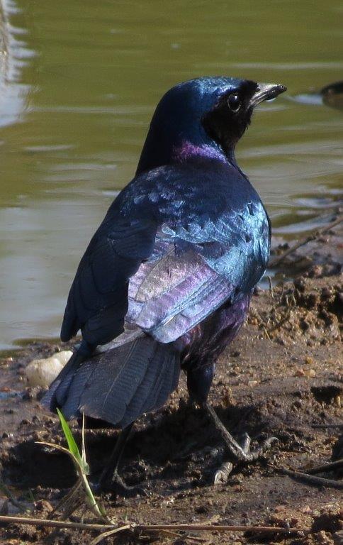 AfricaResized/018_Cape_Starling.jpg